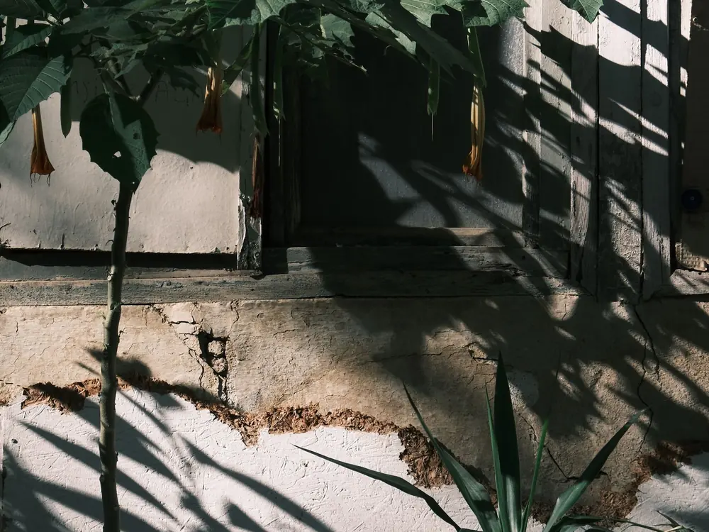 Tropical plants in sunlight beside a window